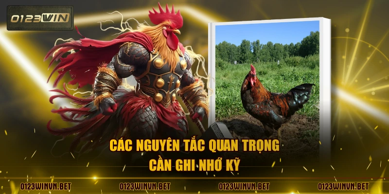 Các nguyên tắc quan trọng cần ghi nhớ kỹ